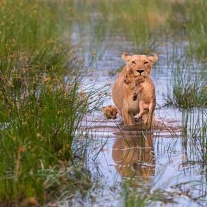 Meet your Posher, Connie